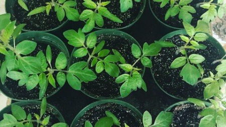 Grow Your Own Food  Starting Seedlings at Home