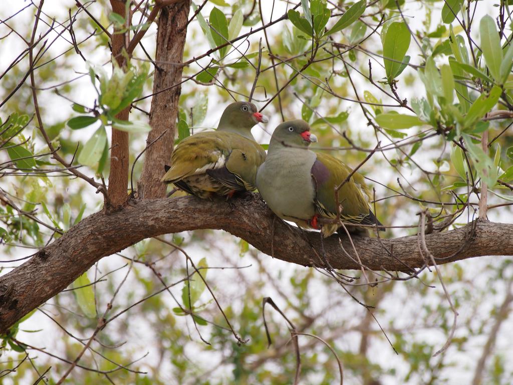 Такая близкая Африка. (ЮАР. 22 дня и 4200 км. Ноябрь-Декабрь) Такая близкая Африка. (ЮАР. 22 дня и 4200 км. Ноябрь-Декабрь)