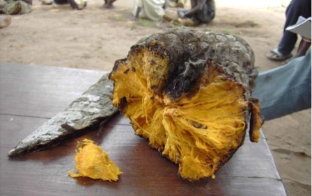 Groundsop fruit