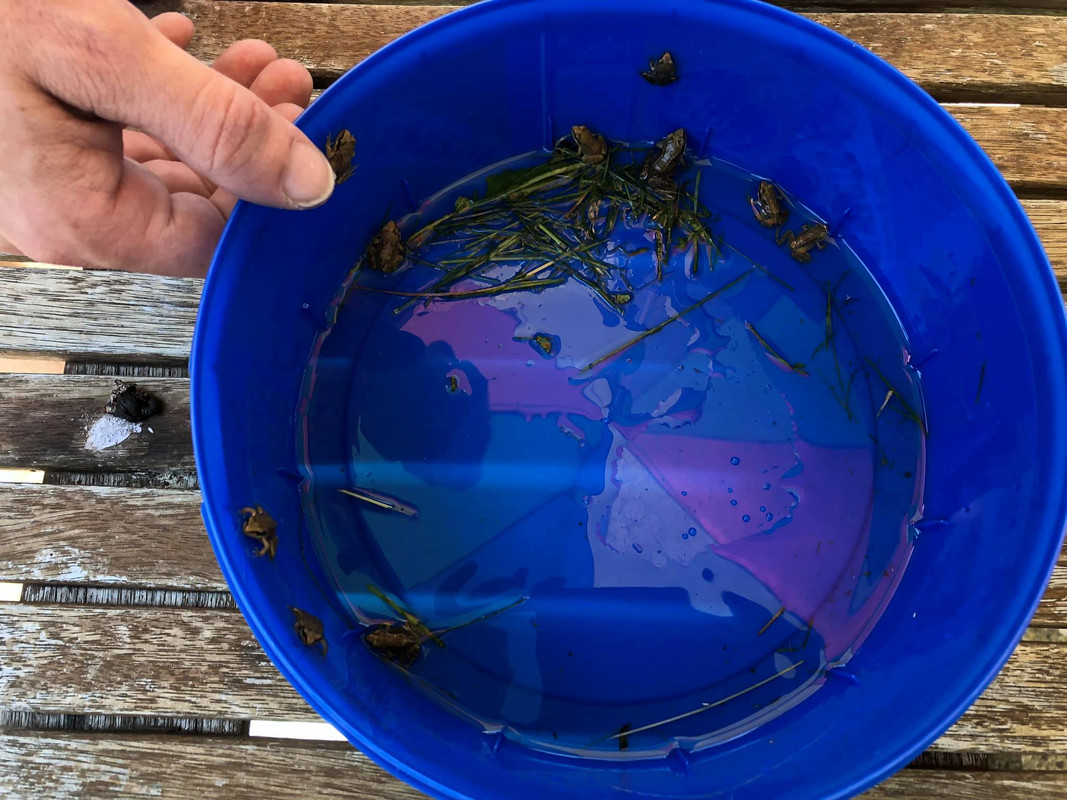 66211834_10157301040737457_1233451802104430592_o