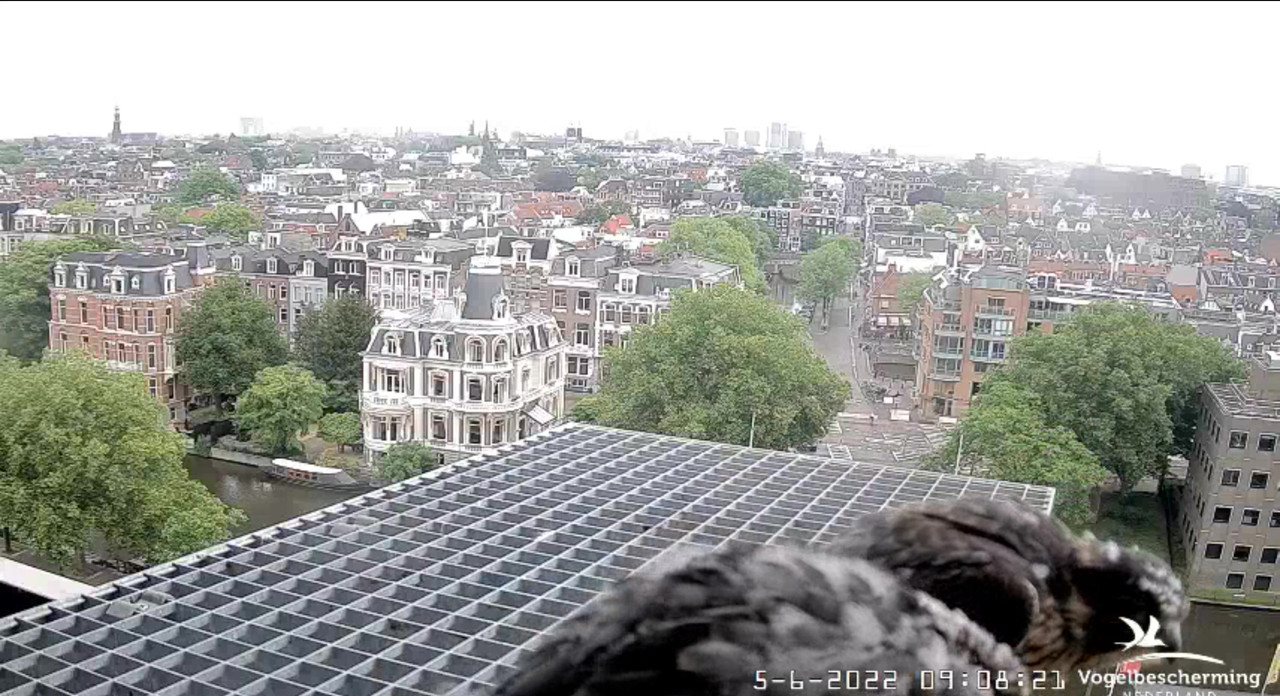 Amsterdam/Rijksmuseum screenshots © Beleef de Lente/Vogelbescherming Nederland - Pagina 18 Video-2022-06-05-091011-Moment-3