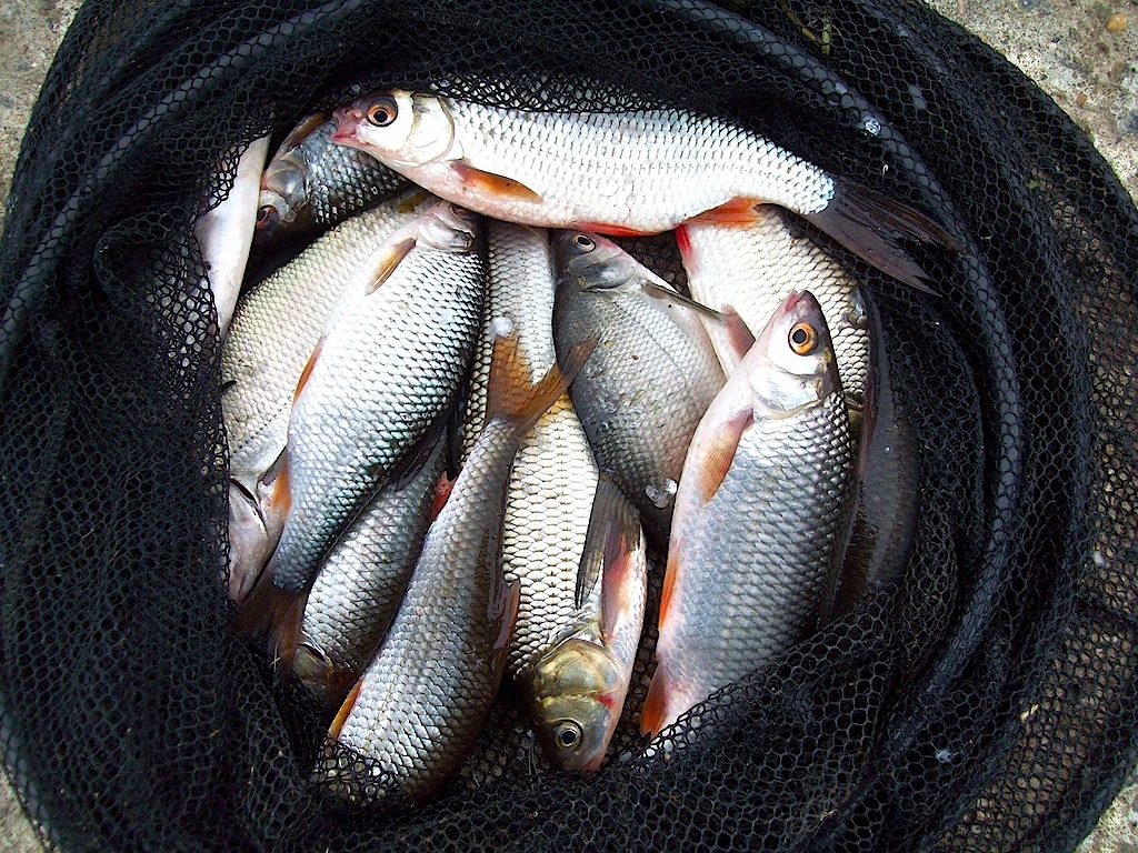 Добрянка 29.10.13 г