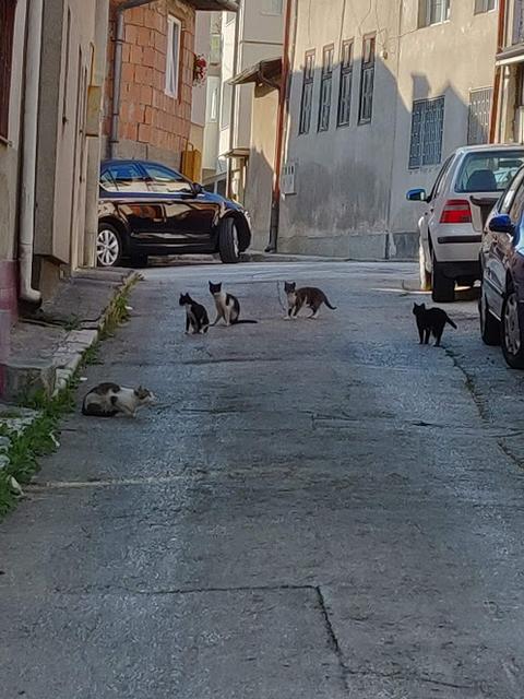 10 días por Eslovenia, Croacia y Bosnia con 3 niños. - Blogs de Europa Oriental - Sabado: Entramos a Bosnia parando en Mostar, Jablanica y Sarajevo. (22)