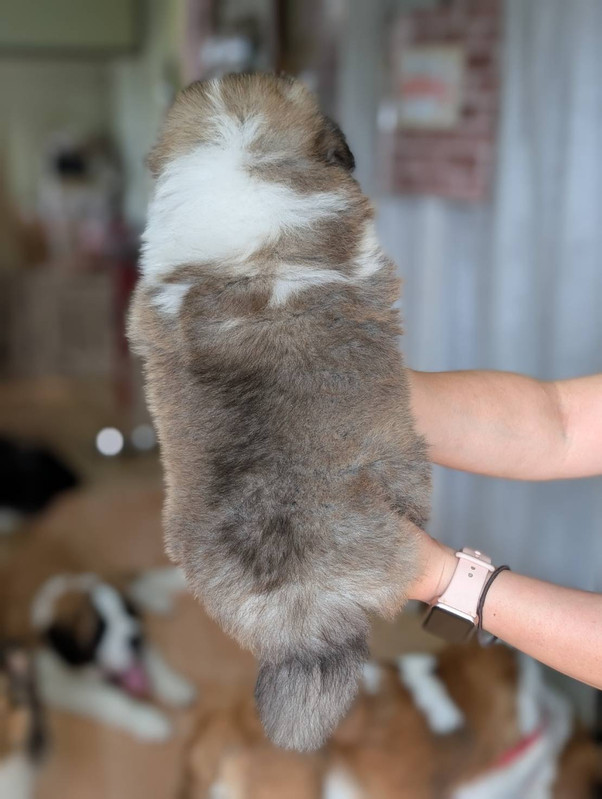 なつちゃん 後ろ