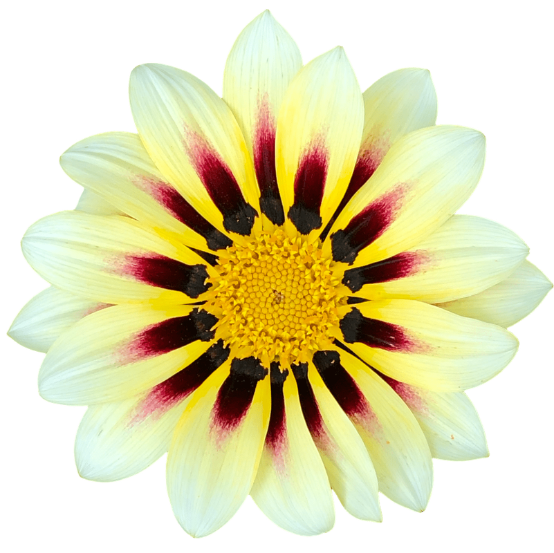Gazania 1