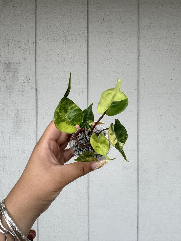 Alocasia Stingray Aurea Variagated 3 months
