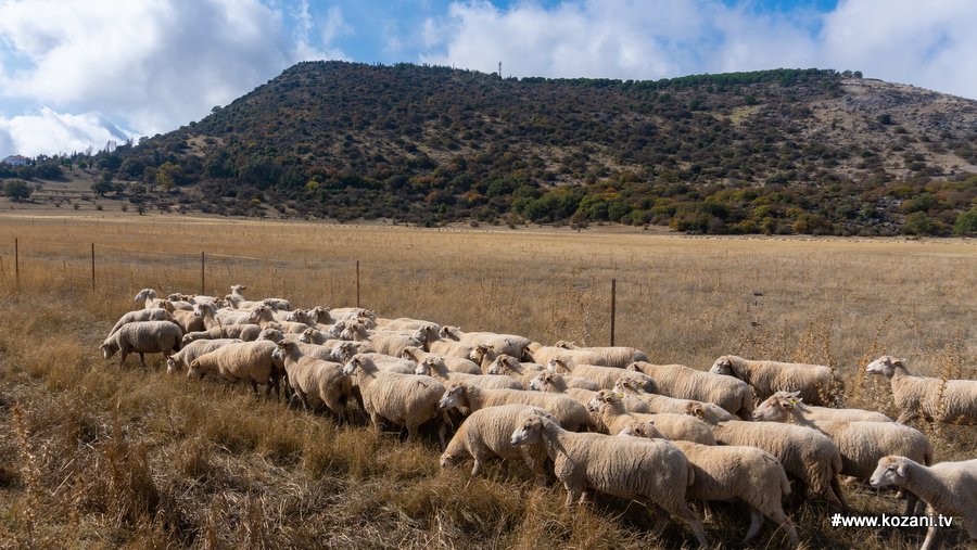 κοζάνη, ειδήσεις, νέα, Πτολεμαΐδα