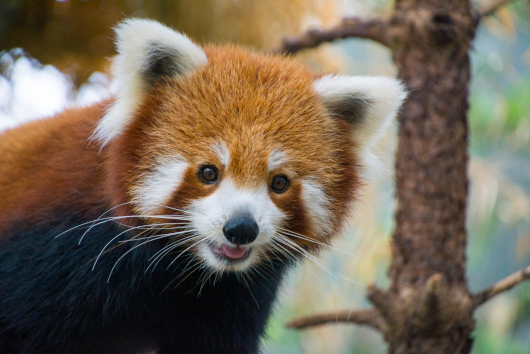 red-panda-small.jpg