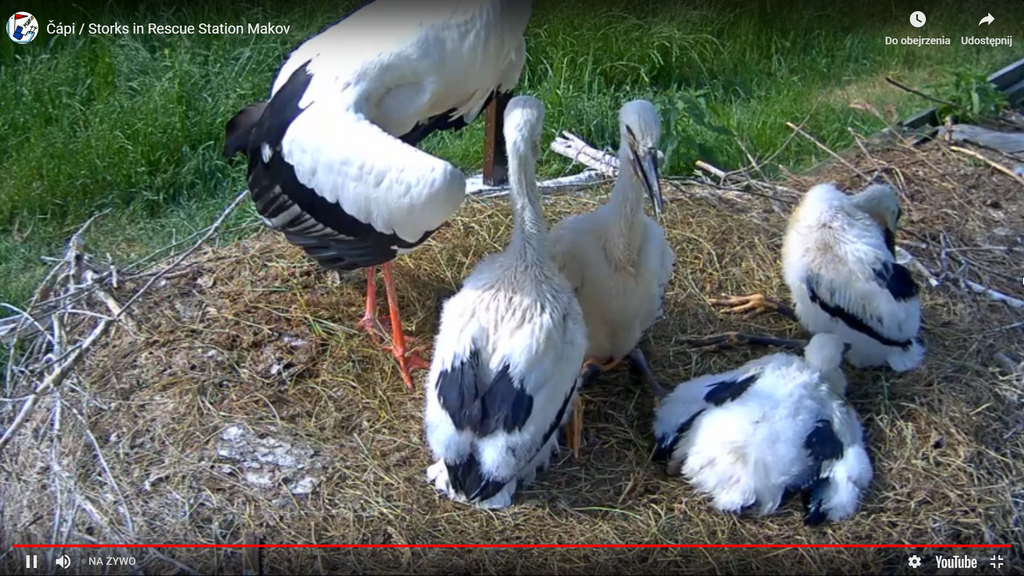 2019-06-12 17_06_36-Greenshot