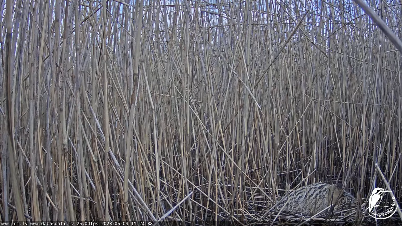 Lielais dumpis (Botaurus stellaris) Engurē - LDF tiešraide 11-28-30 screenshot
