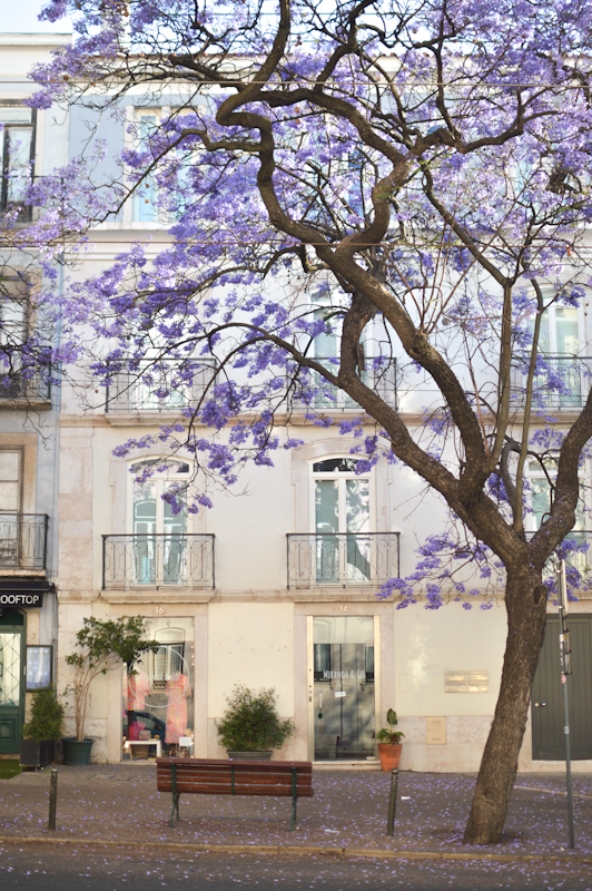 Día 2: Arroios y Cais de Sodré - Lisboa en invierno y en primavera (2)