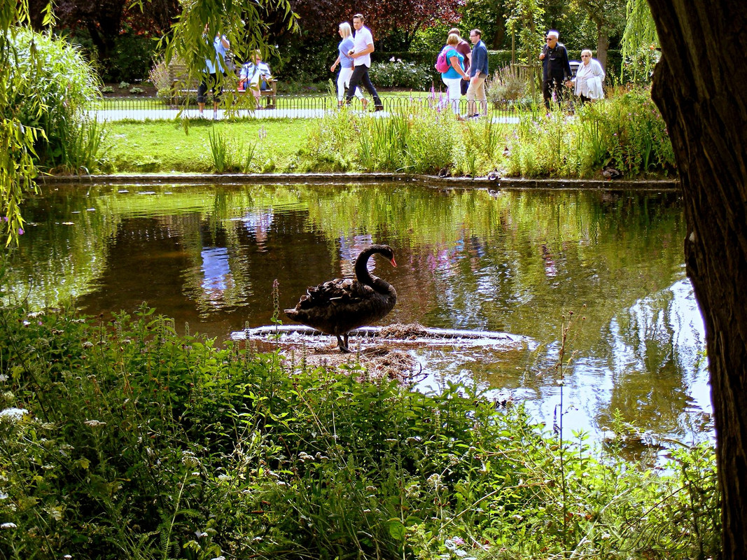 black-sw-an-regents-park-HD.jpg