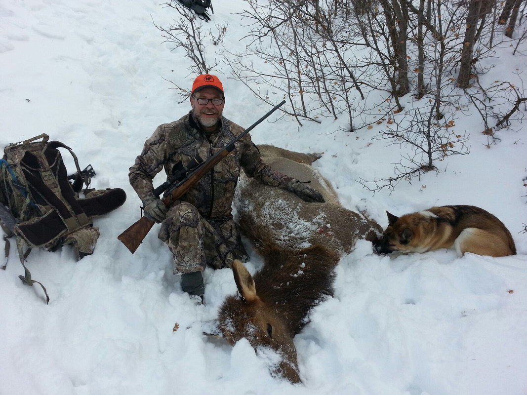 2016 Mitigation cow elk hero pic