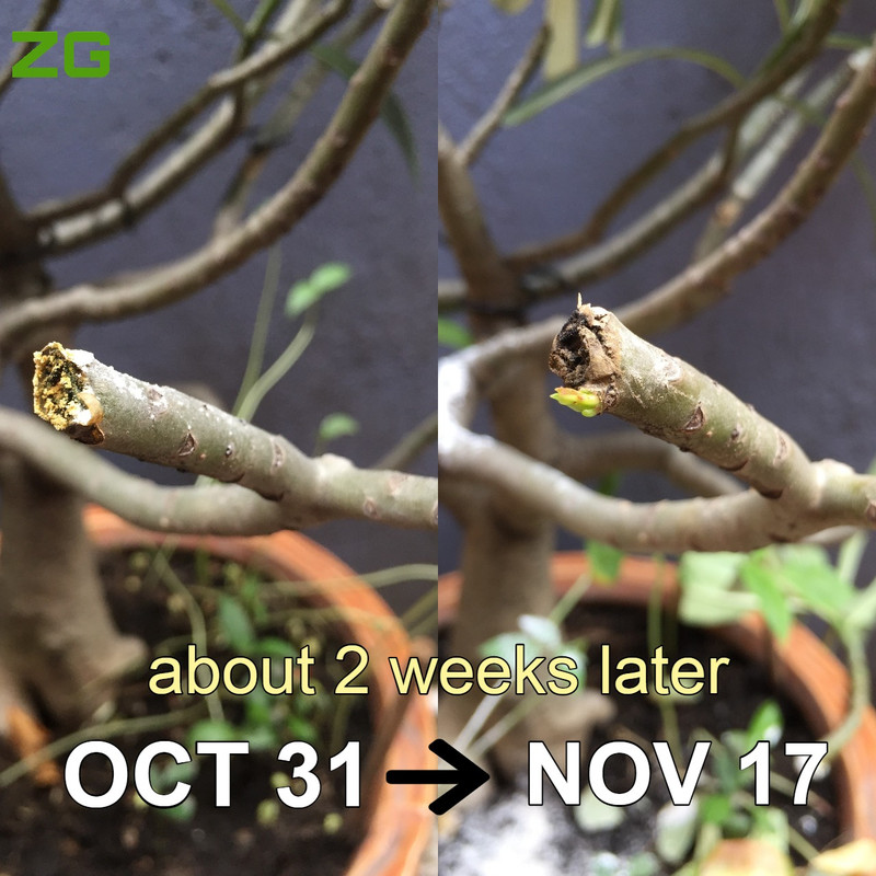desret-rose-pruning-results.jpg