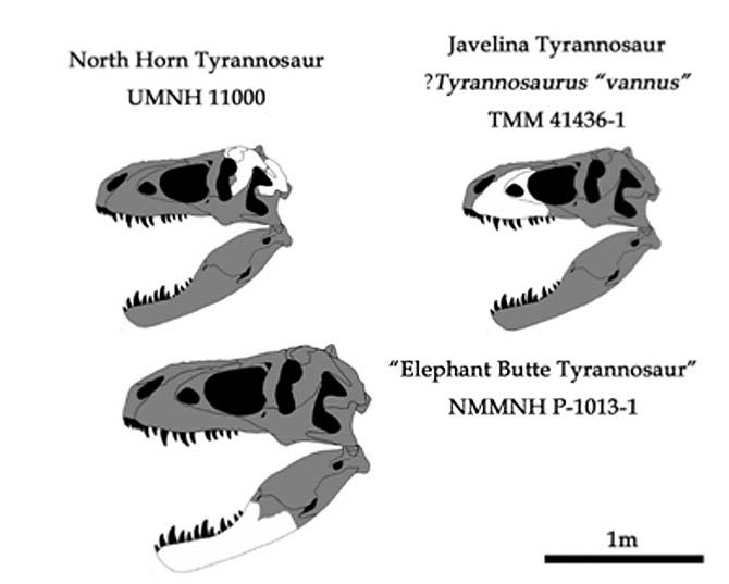 https://i.postimg.cc/K8Xg0hV9/Tyrannosaurus-670x537.jpg