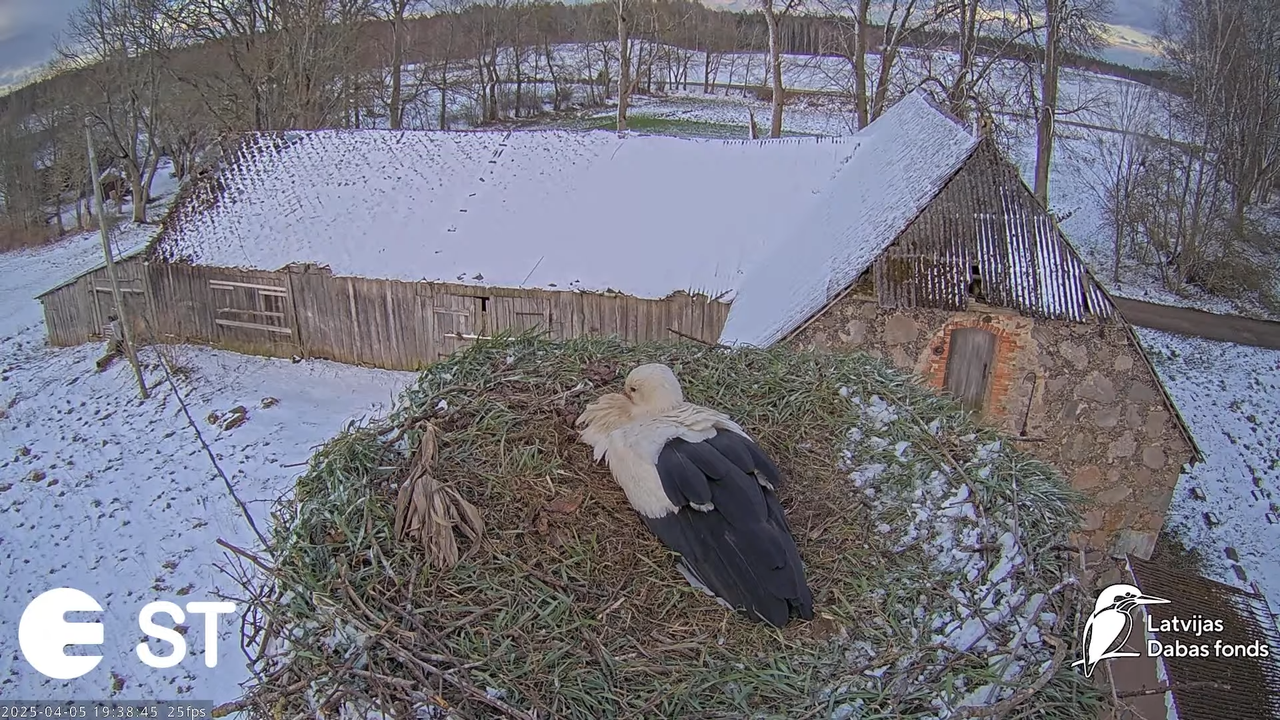 (3) Baltie stārķi (Ciconia ciconia) Tukuma novadā __ White storks in Tukums, Latvia - YouTube - 862_