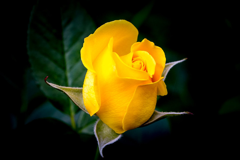 yellow-rose.jpg