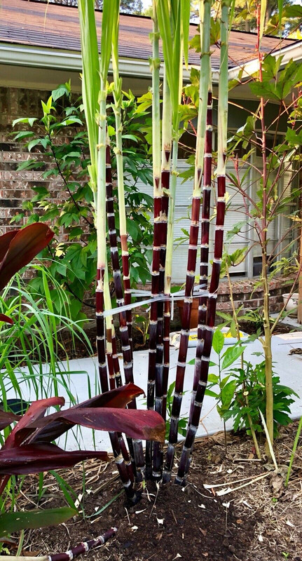 97D854D3-3C76-49ED-B0B6-1E43C7C99C24