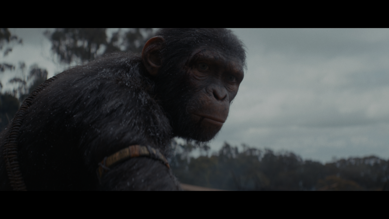 Kingdom-of-the-Planet-of-the-Apes-DV-5