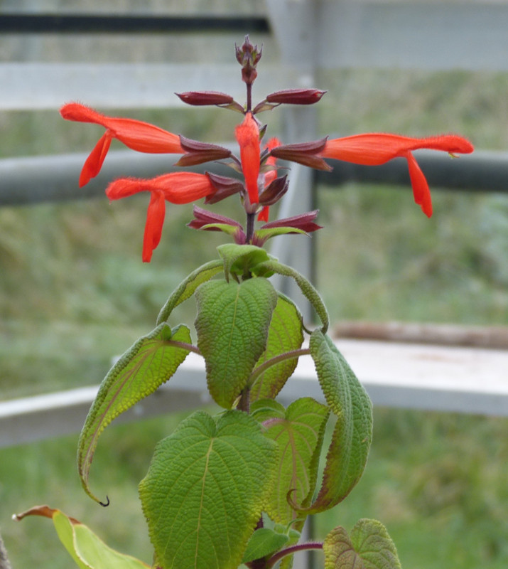 Salvia gesneriflora