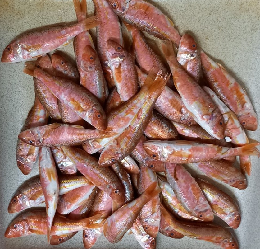 Μπαρμπούνια_2B