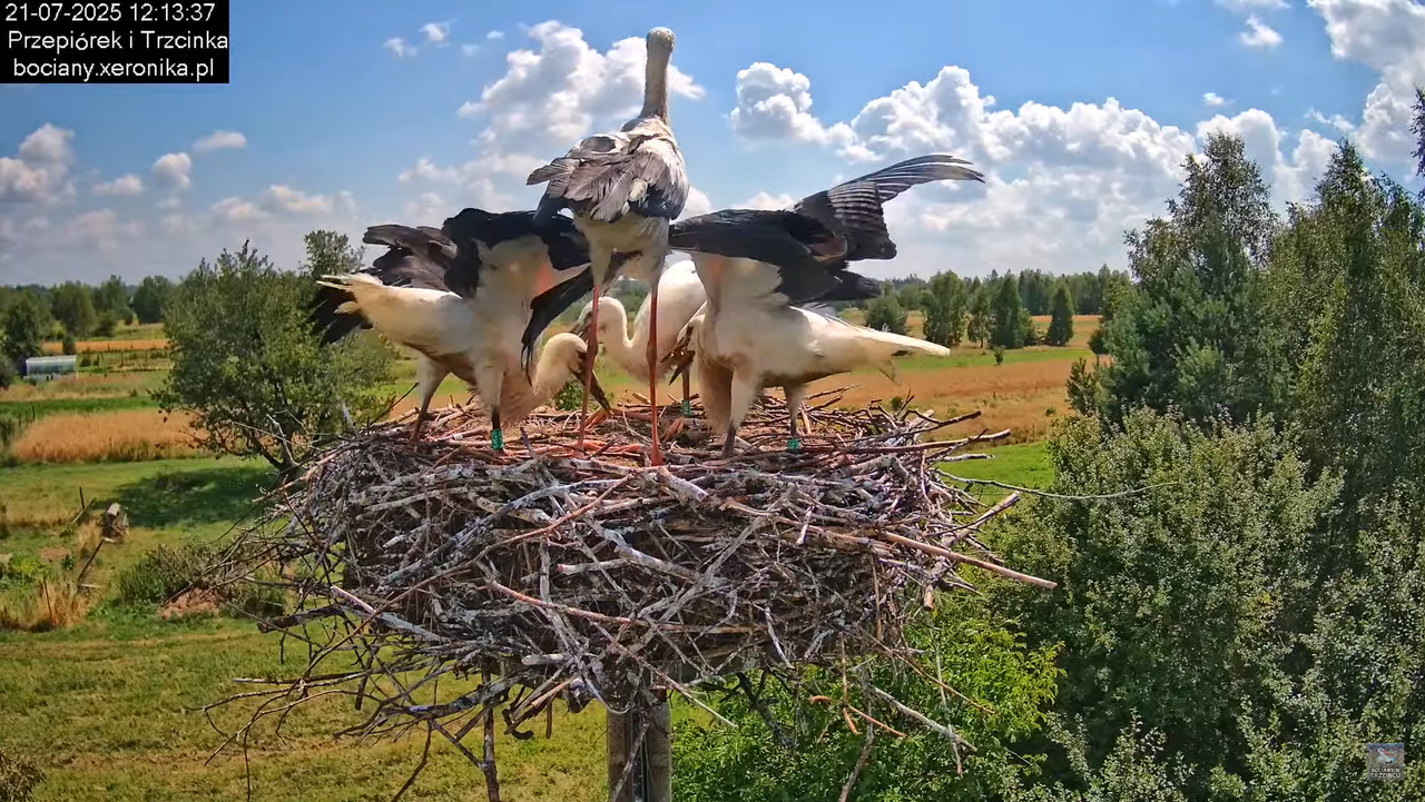 21072025bociany39