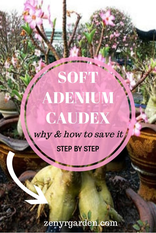 soft-adenium-desert-rose-caudex.jpg