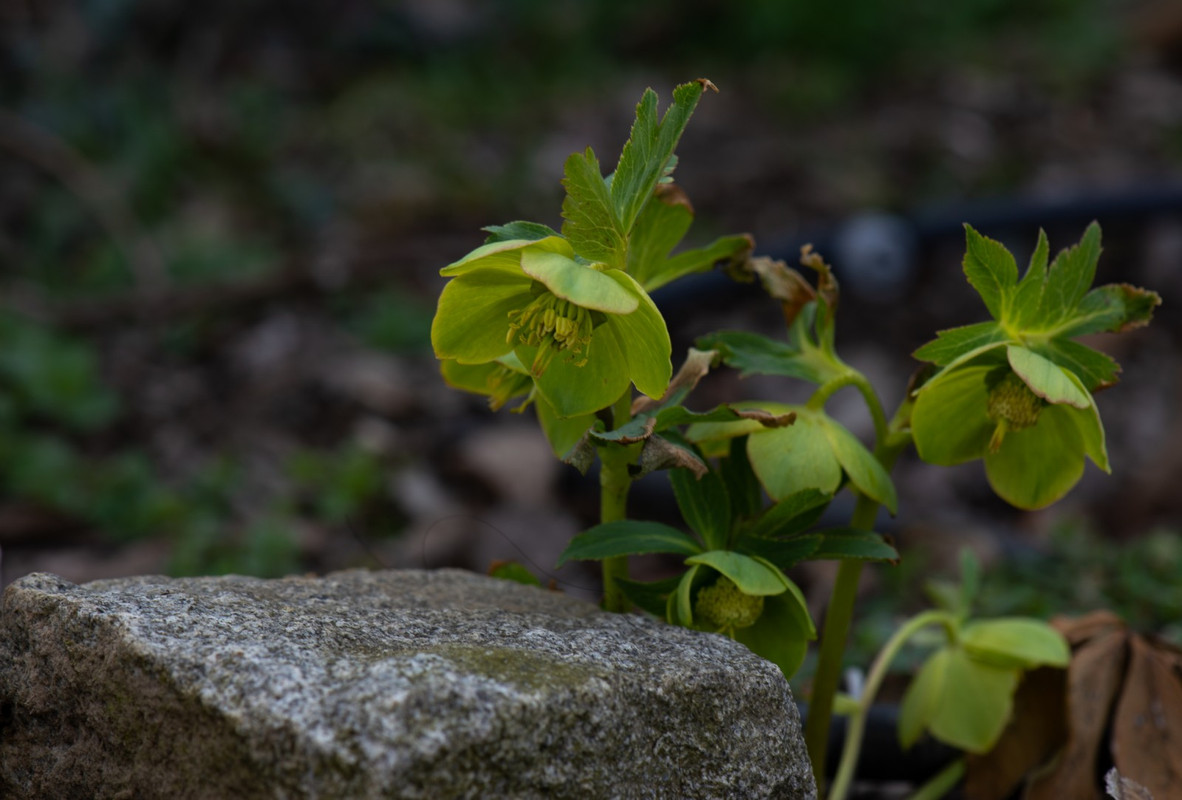 IMG-49fd1e0690e9798944ea0cc268b8dfcf-V