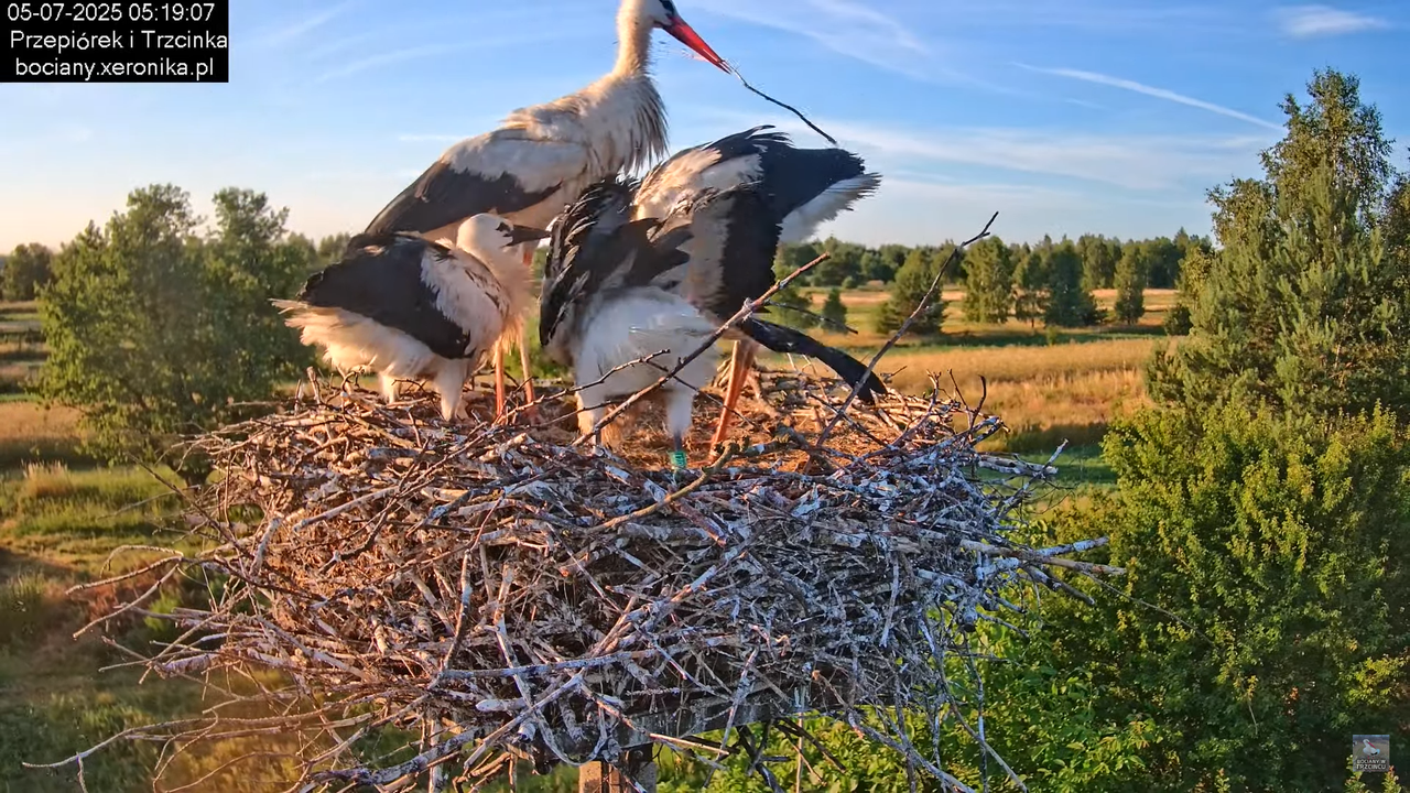 05072025bociany8