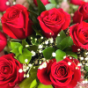 3spring-red-roses