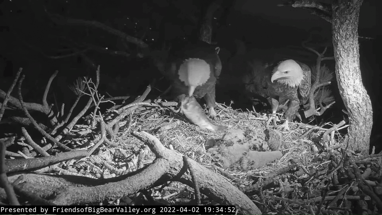 Webp.net-gifmaker (7)