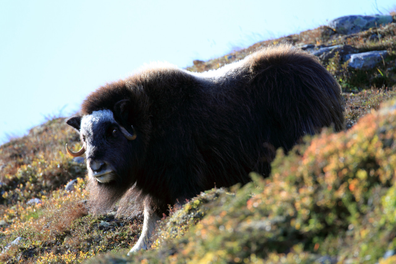 Musk ox resting among lichen-covered rocks in Norway