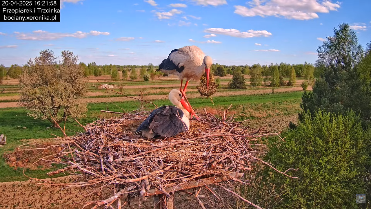 20042025bociany36