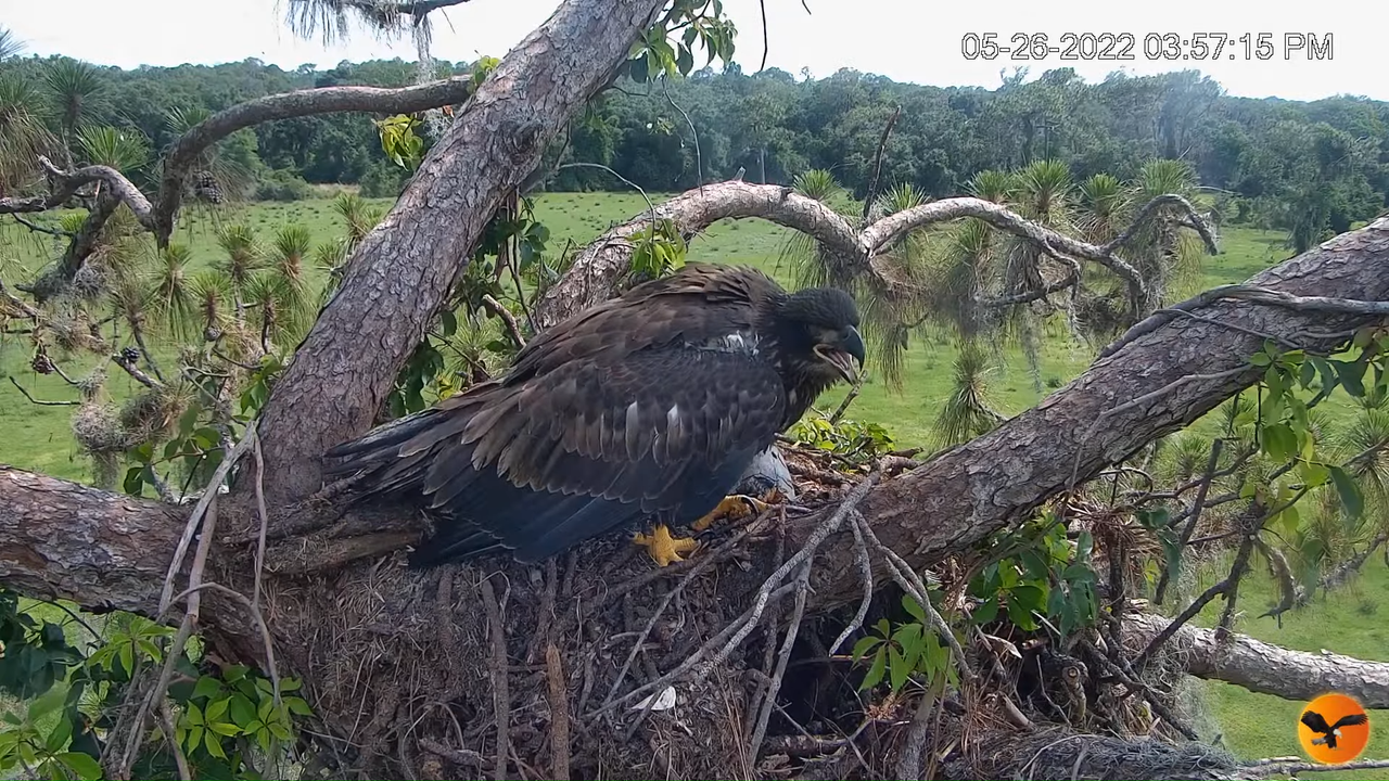 EC Nest Cam 3-32-22 screenshot (1)