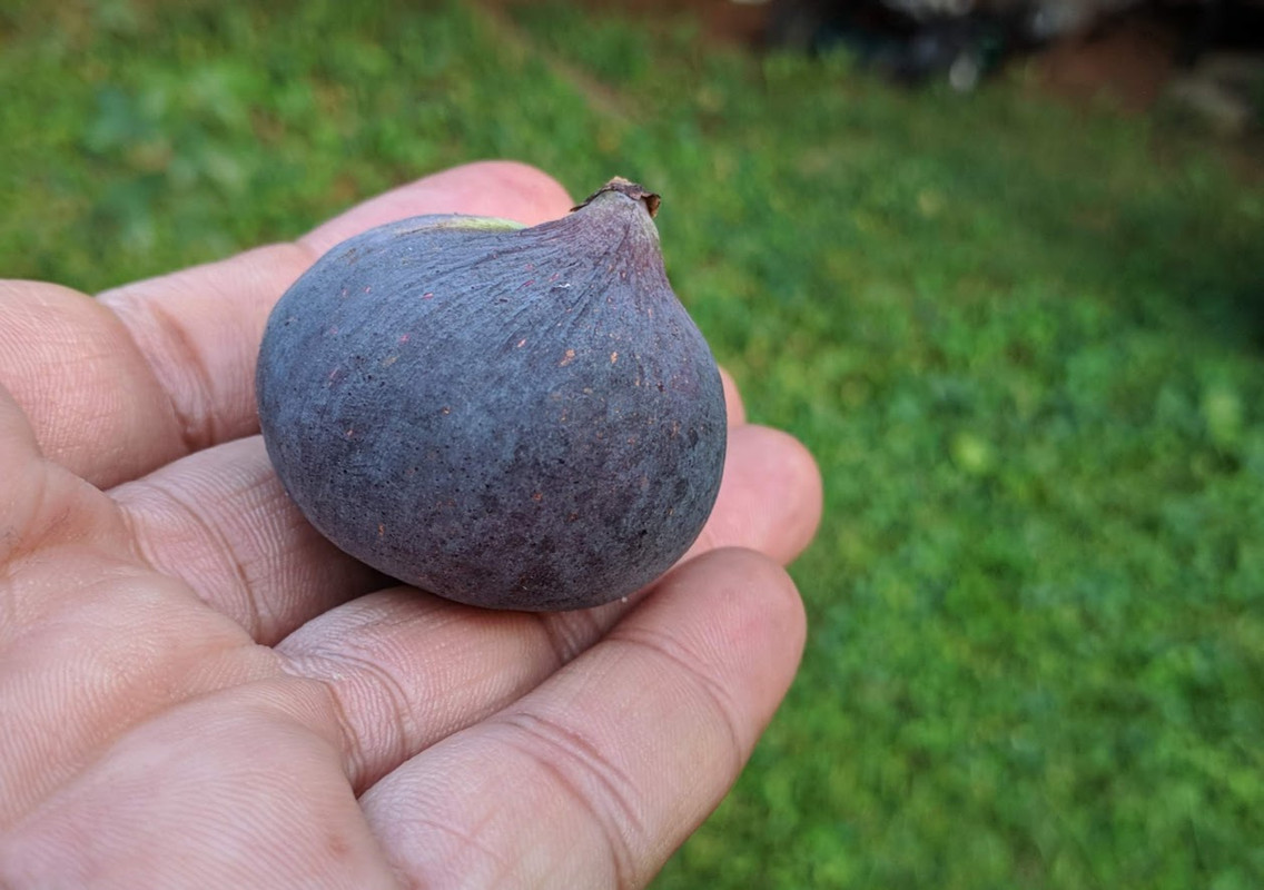 Genovese Nero AF -2  09-04-2019