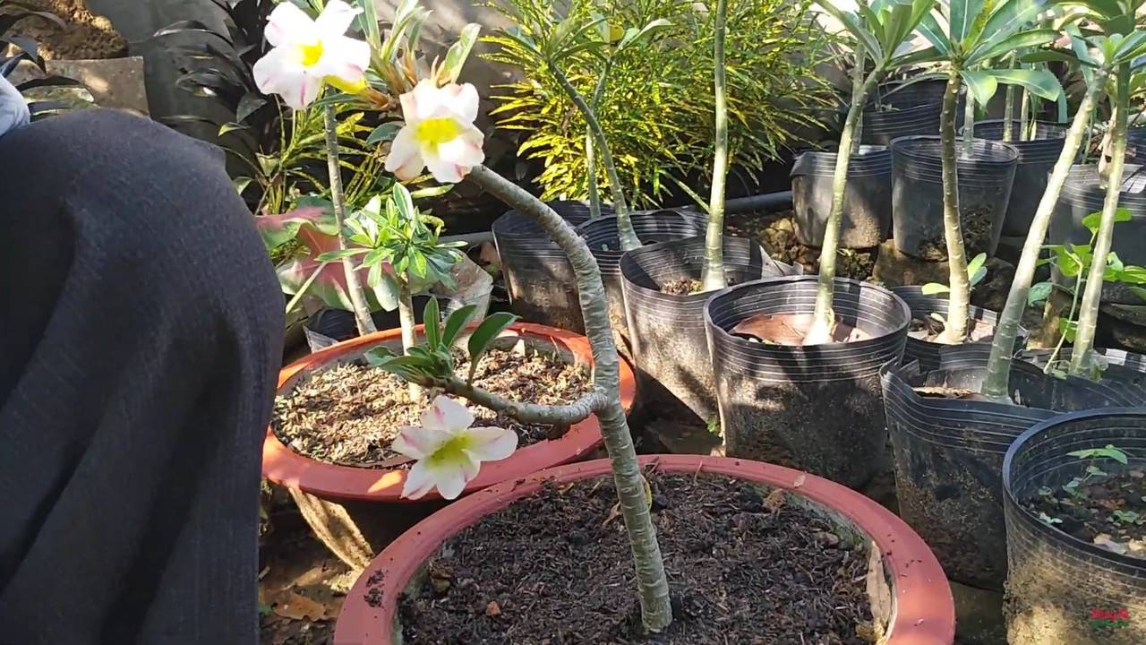 flower-after-11-months-adenium-cutting.jpg