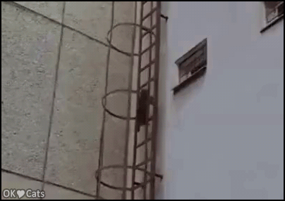 Amazing-Cat-GIF-The-bravest-spider-cat-striked-again-Extreme-purrkour-cat-gifs-com.gif