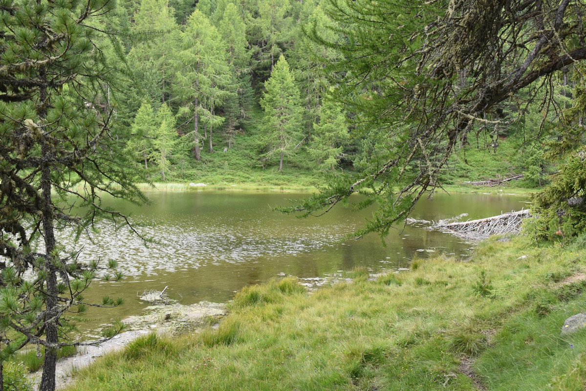 De Grindelwald a Eischoll (Zona de Valais) - Huyendo del COVID a los Alpes (2020) (69)