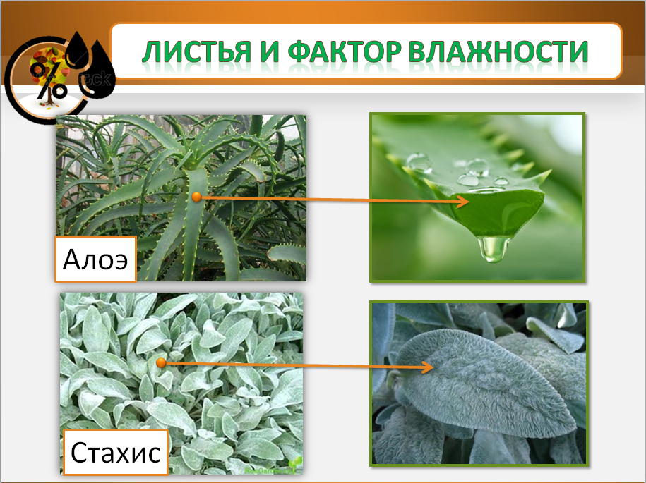 Факторы влияющие на строение. Строение листа видоизменение листьев. влияние факторов на строение листа. листья и фактор влажности. влияние среды на строение листа.
