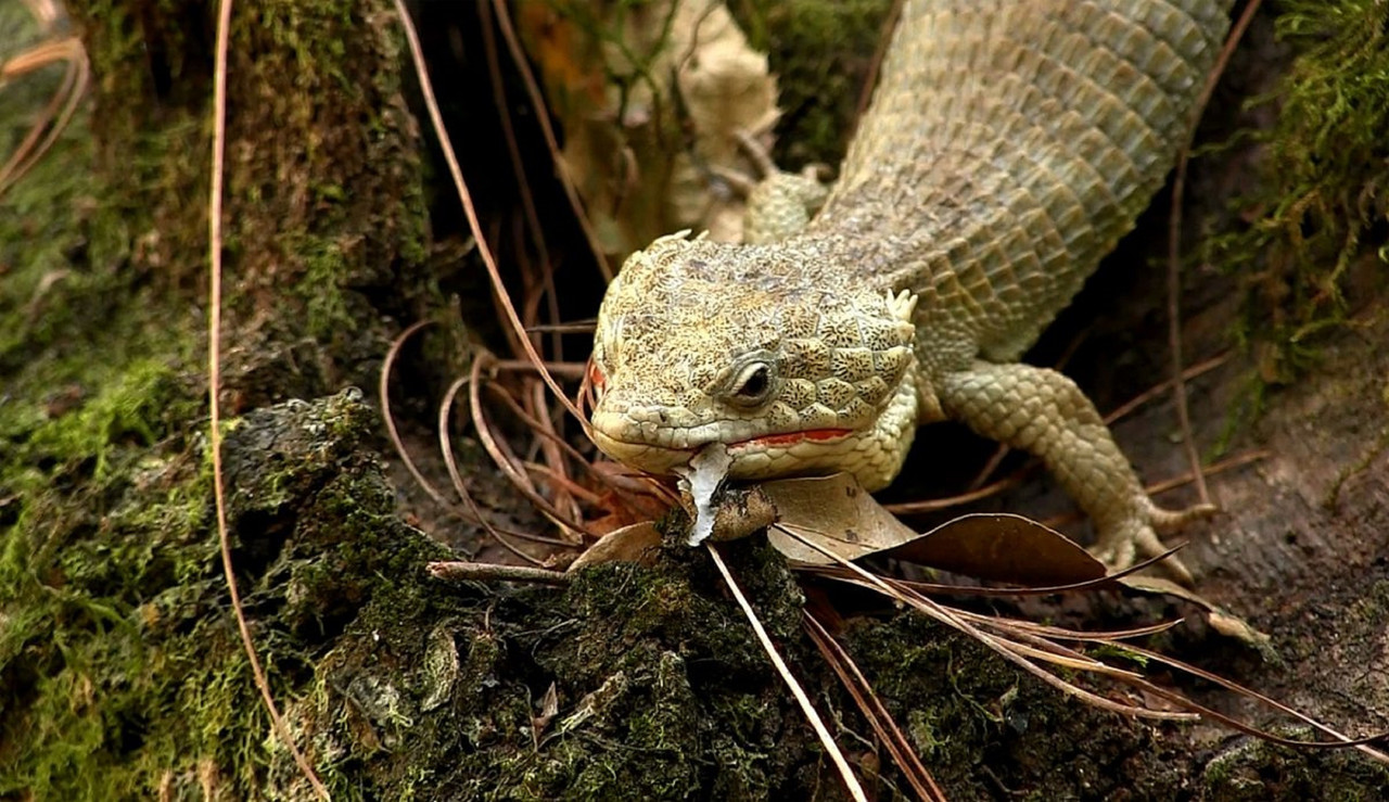 CJNG trafica especies endémicas de México con China ¿Cómo lo hace?