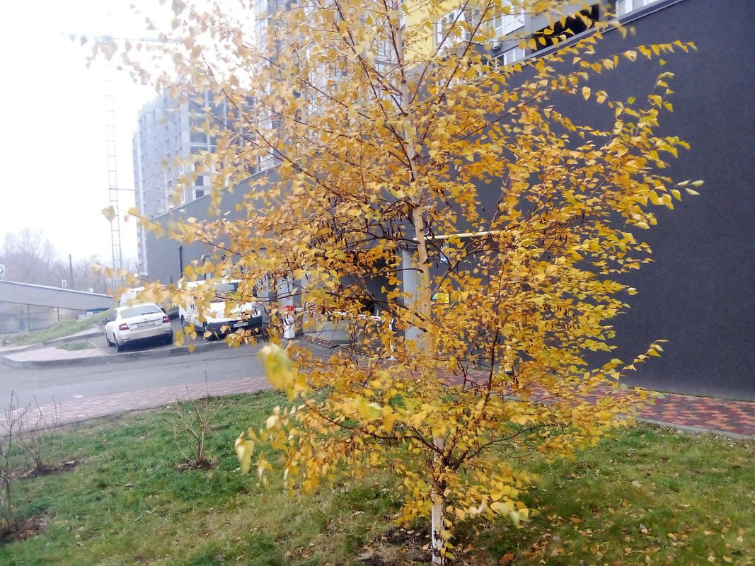 photo_2024-12-01 9.05.56 дп