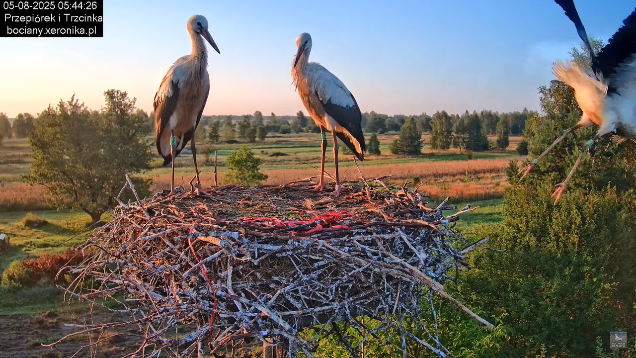 05082025bociany3