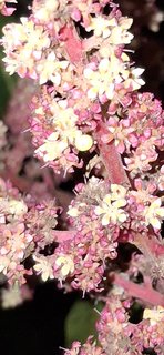 20250214_203140_resized