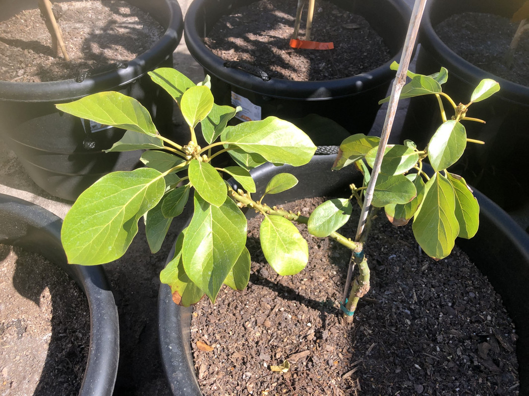 Catalina Avocado