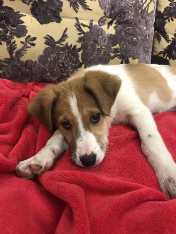 щенок-девочка1