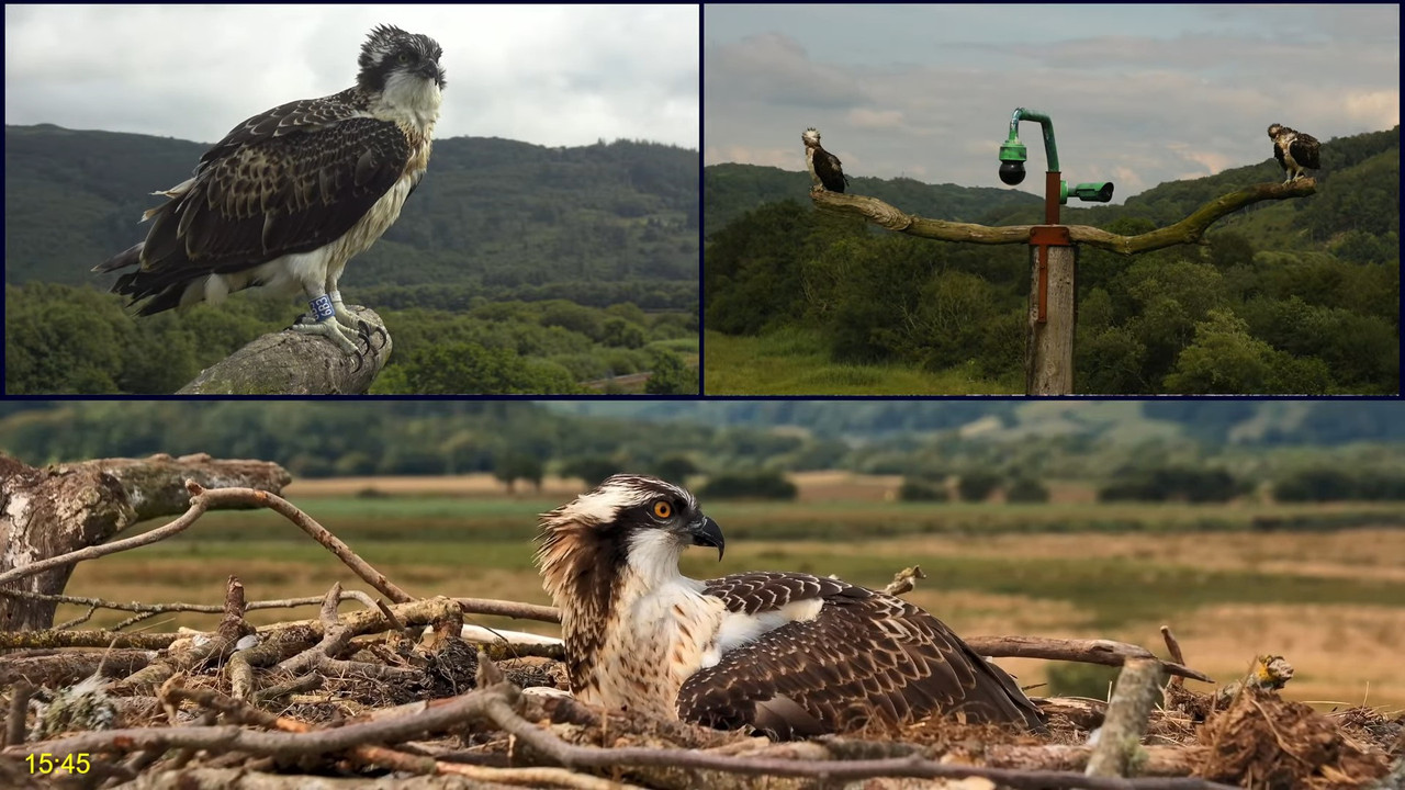 🦅 Dyfi Osprey Project (WALES)_ LIVE STREAMING 2024 in 4K 🦅 8-35-27 screenshot
