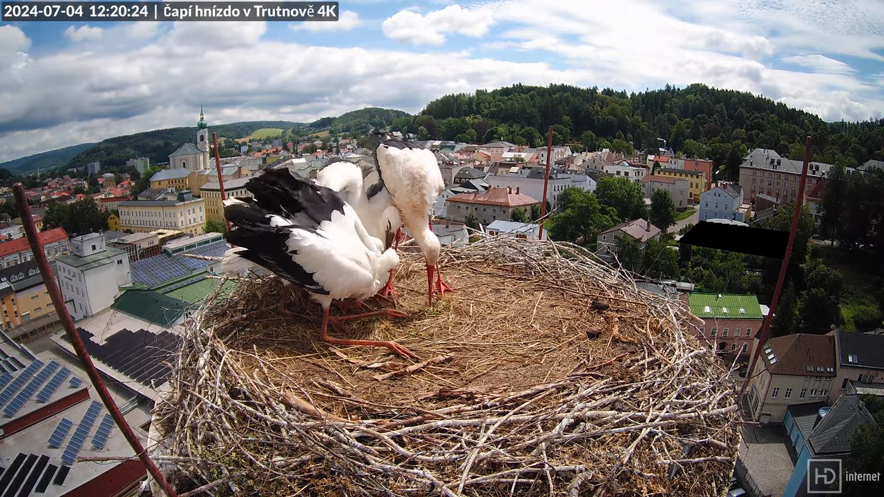 Tiešraidē no stārķa ligzdas uz alus darītavas skursteņa Trutnovā 9-48-11 screenshot