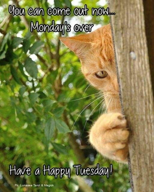 TUESDAY-mardi-22