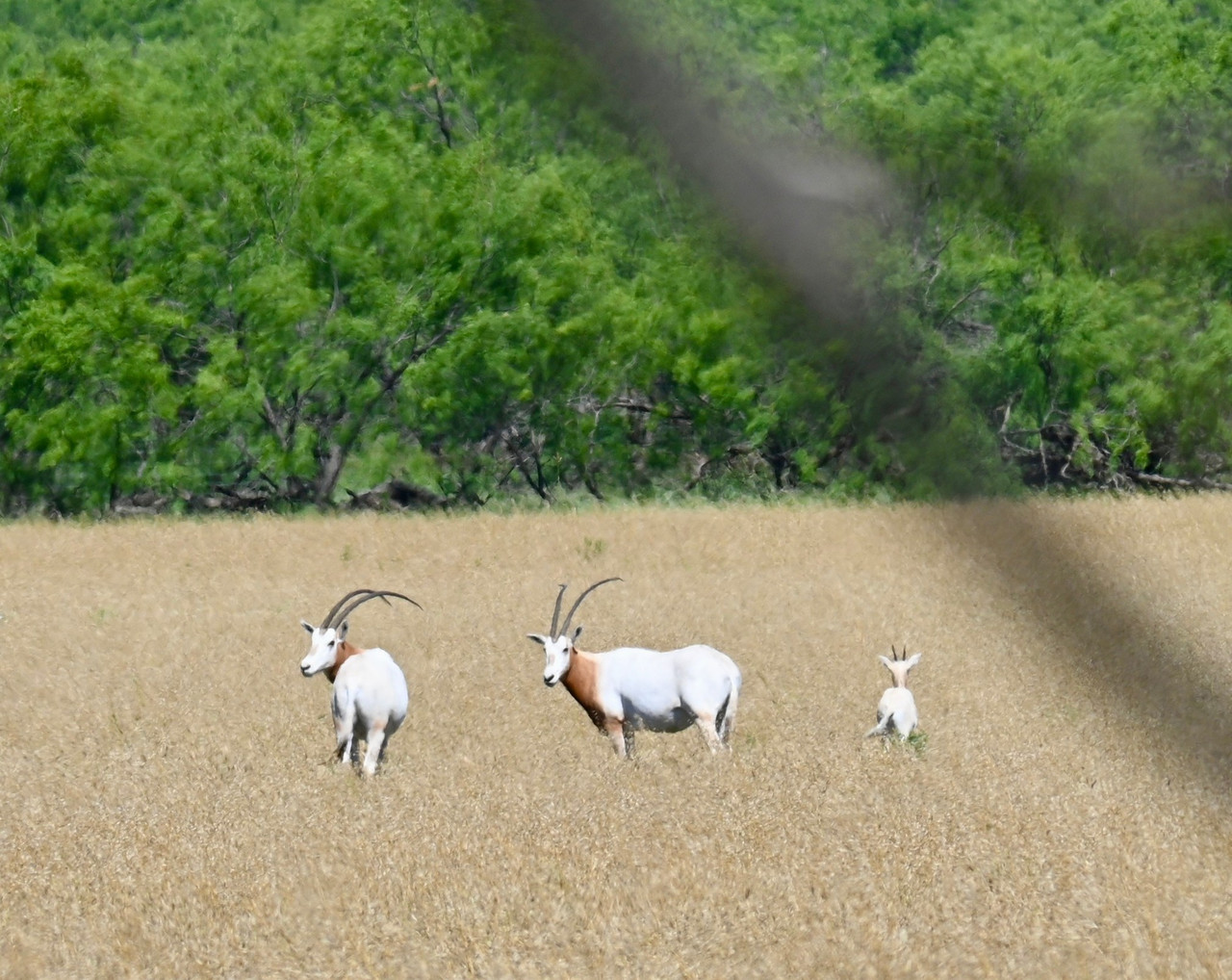 Scimitar Oryx