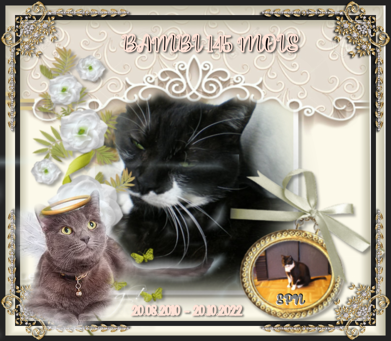 BAMBI-145-MOIS